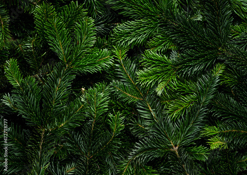 Green pine branches for christmas decoration. Background and texture. Shot from above. © maxandrew