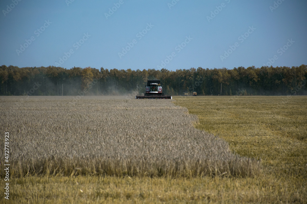 Fototapeta premium combine harvester