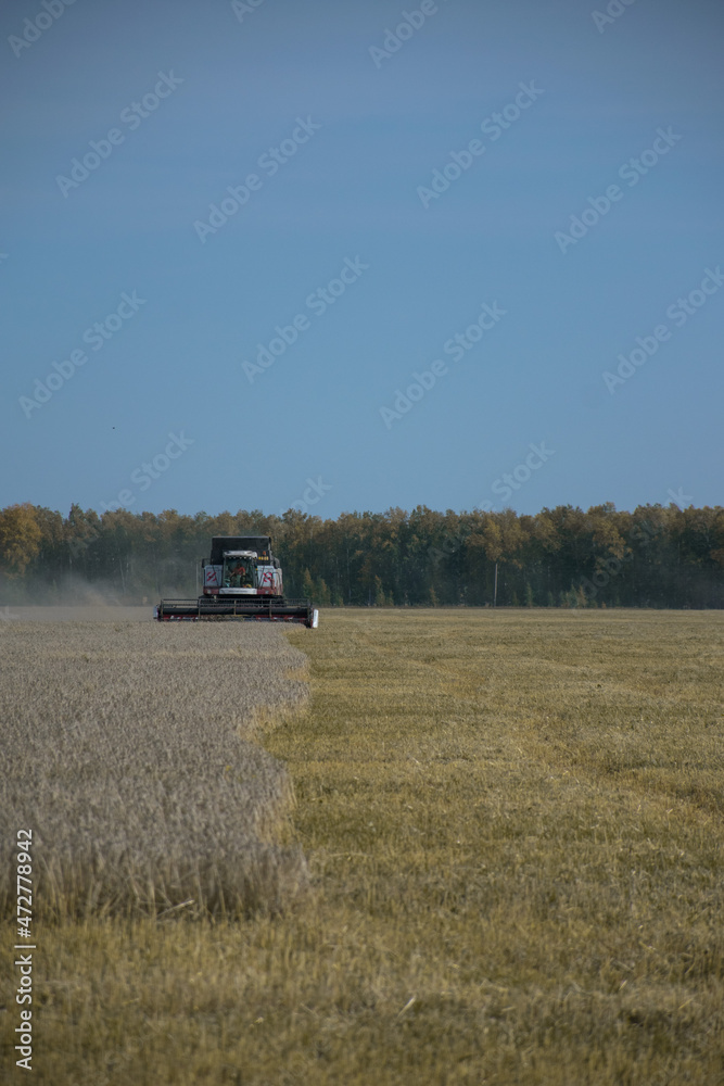 Fototapeta premium combine harvester