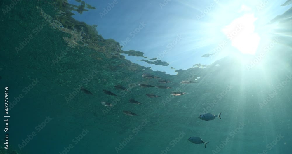 squid school underwater calamari drifting and swimming underwater close and slow ocean scenery animal cephalopod sepioteuthis antillarum squid school underwater calamari drifting and swimming underwater close and slow ocean scenery animal cephalopod sepioteuthis antillarum