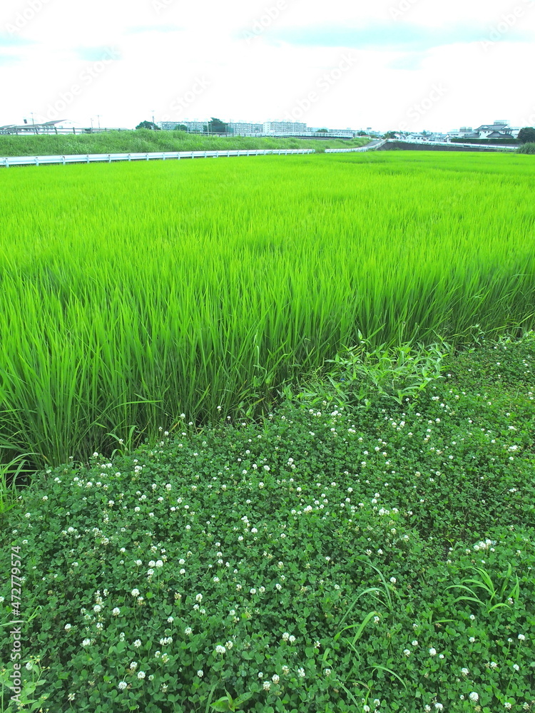 Fototapeta premium 梅雨の晴れ間の白詰め草咲く畦道と青田風景