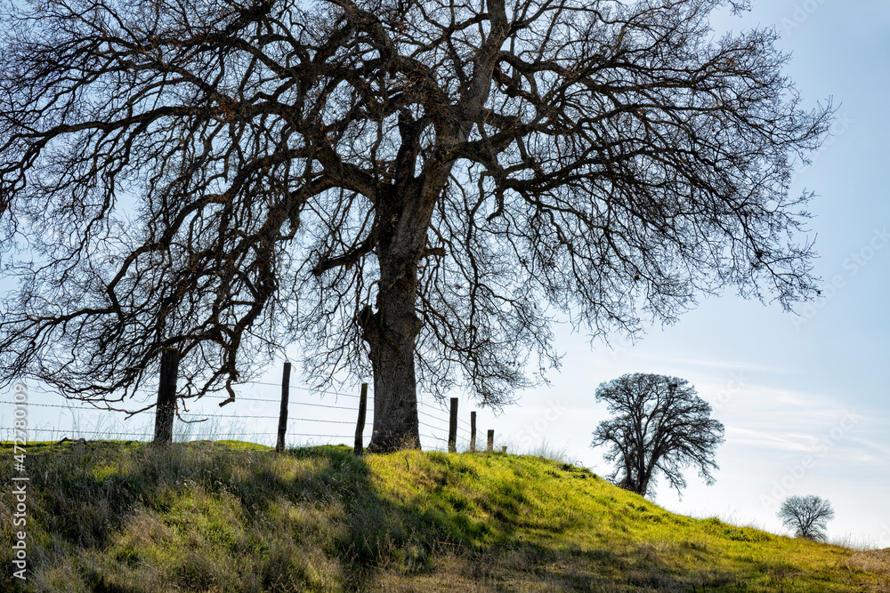 USA, California, Madera County, Live oaks along a rural country road