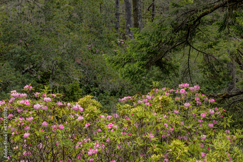 Fototapeta Naklejka Na Ścianę i Meble -  Rhododendron, Redwood National and State Park, California