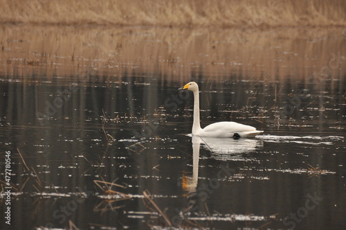 Whooper swan swimming on the Narewka River in the Bialowieza National Park. Backwaters of the river and horse mating season. photo