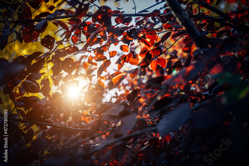 Bright red autumn leaves illuminated by sunlight against the sky, close-up, soft selective focus. Abstract natural background.