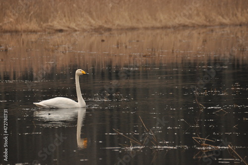 Whooper swan swimming on the Narewka River in the Bialowieza National Park. Backwaters of the river and horse mating season.