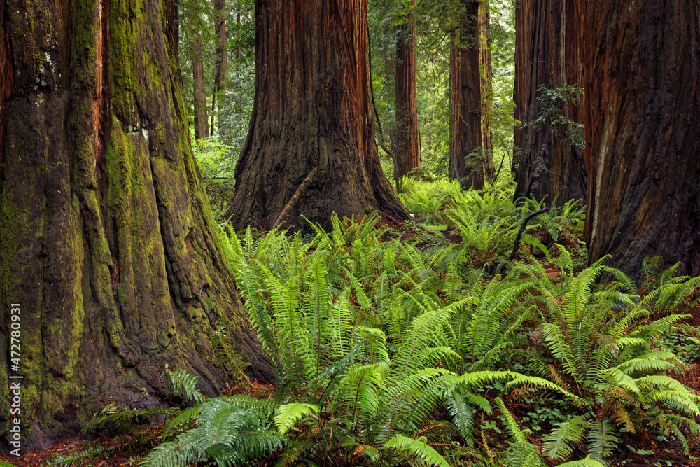 Ferns beneath giant redwood trees, Stout Memorial Grove, Jedediah Smith Redwoods National and State Park, California Ferns beneath giant redwood trees, Stout Memorial Grove, Jedediah Smith Redwoods National and State Park, California