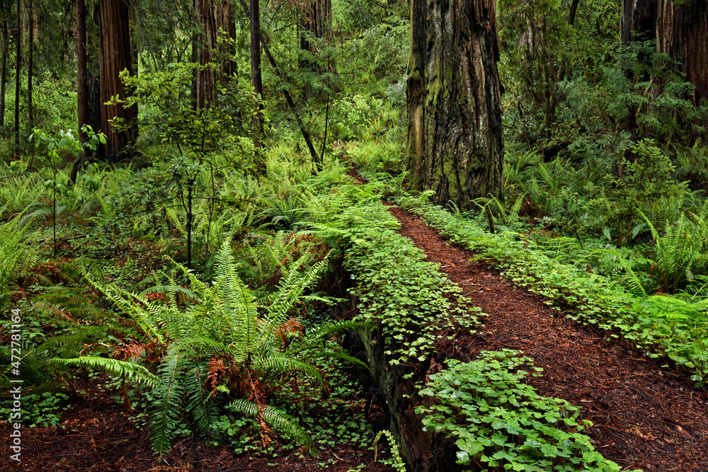 Obraz premium Footpath through common wood sorrel and giant redwood trees, Stout Memorial Grove, Jedediah Smith Redwoods National and State Park, California