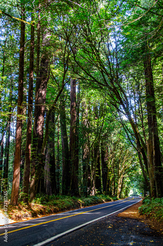 USA, California. Humboldt Redwoods State Park, Avenue of the Giants