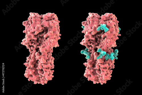 Molecular model of influenza virus hemagglutinin