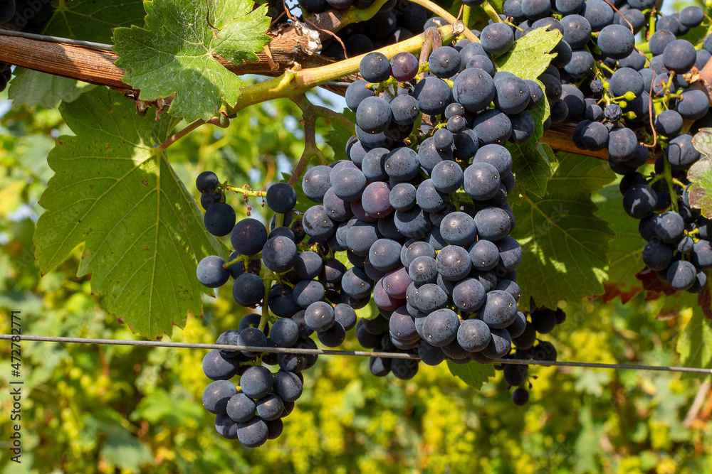 Nahaufnahme von reifen blauen Weintrauben