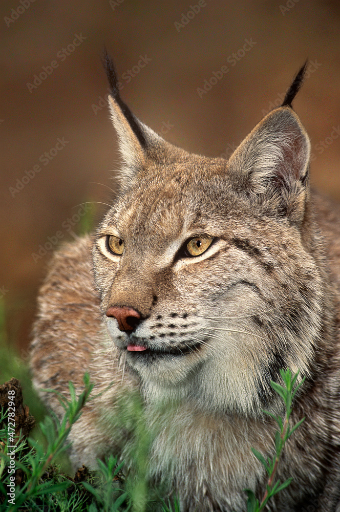 USA, California, Wildlife Waystation. Portrait of a captive Canadian lynx in rescue facility. USA, California, Wildlife Waystation. Portrait of a captive Canadian lynx in rescue facility.