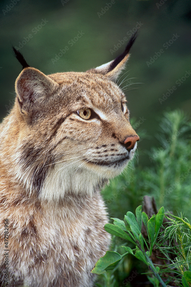USA, California, Wildlife Waystation. Portrait of a captive Canadian lynx in rescue facility. USA, California, Wildlife Waystation. Portrait of a captive Canadian lynx in rescue facility.