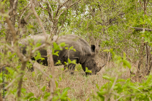 white rhinoceros or square lipped rhinoceros, Ceratotherium simum