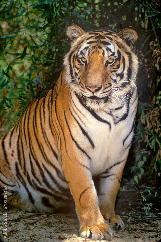 USA, California, Wildlife Waystation. Endangered adult Siberian tiger at rescue facility. USA, California, Wildlife Waystation. Endangered adult Siberian tiger at rescue facility.