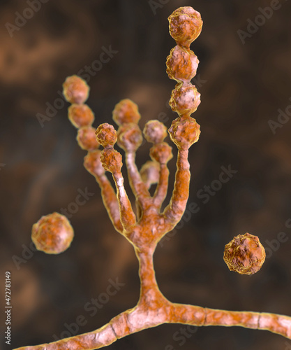 Microscopic fungi Scopulariopsis brevicaulis, 3D illustration photo