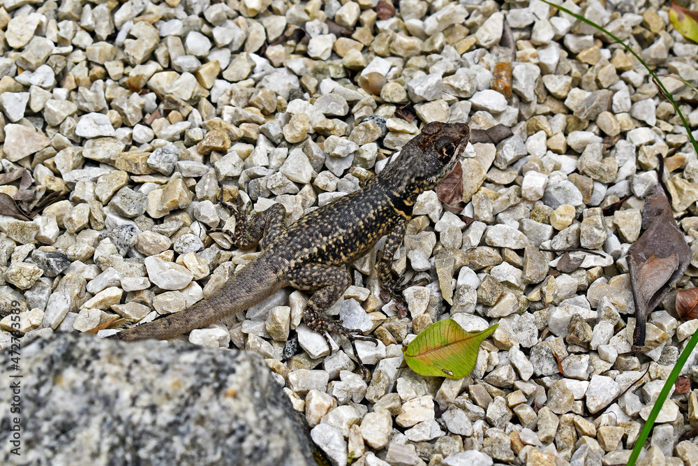 Naklejka premium Amazon lava lizard (Tropidurus torquatus), on soil