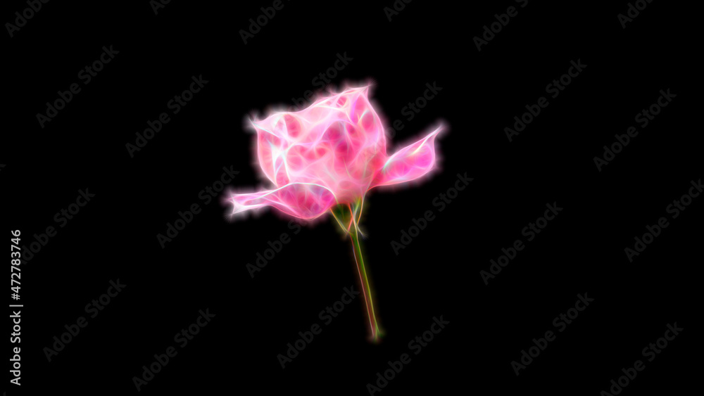 Fractal pink rose flower on black background. Neon pink rose. Fractal pink rose flower on black background. Neon pink rose.
