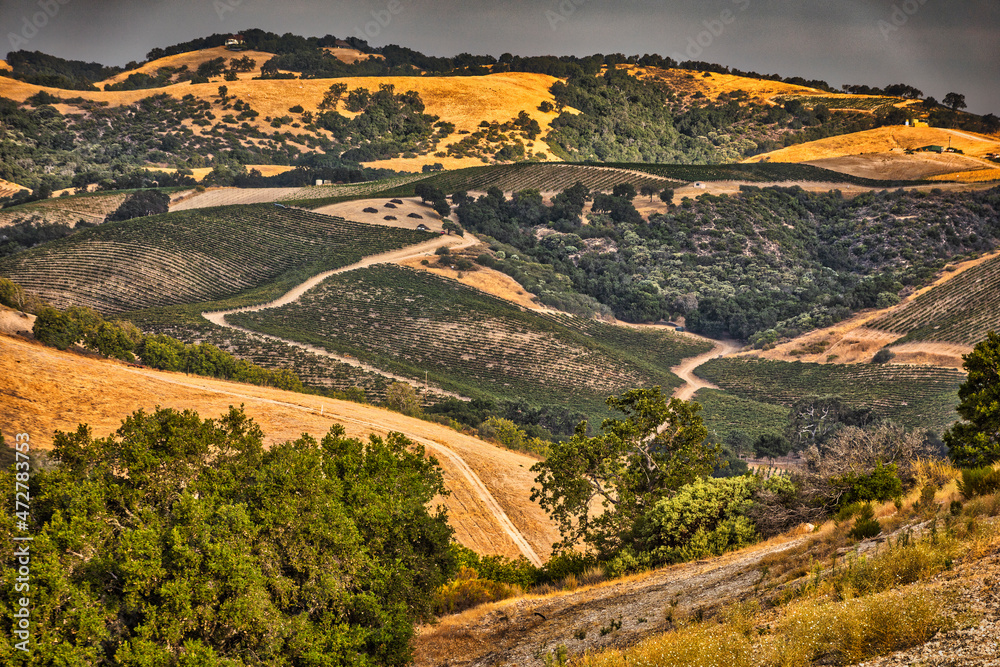 Vineyards, Paso Robles, California.