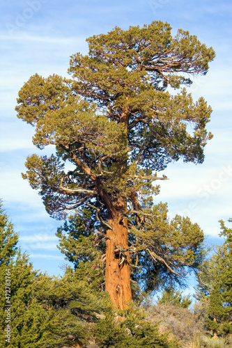 Central Sierra Nevada Mountains, California, USA. The Western Juniper tree is...
