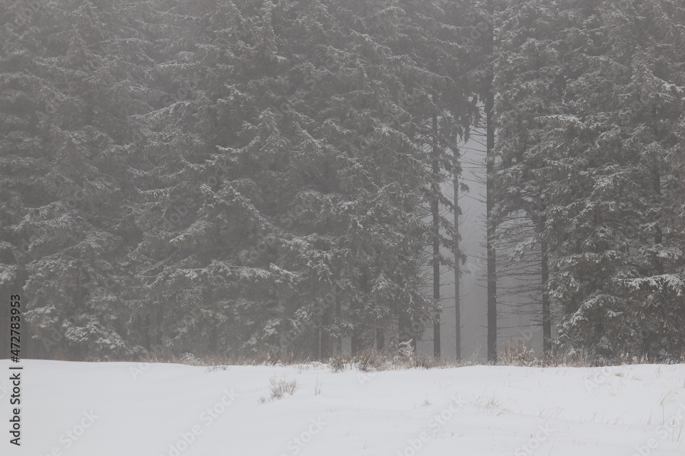 Fototapeta premium snow covered trees