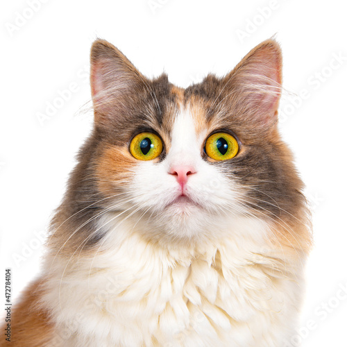 Bright funny multicolored cat isolated on the white background