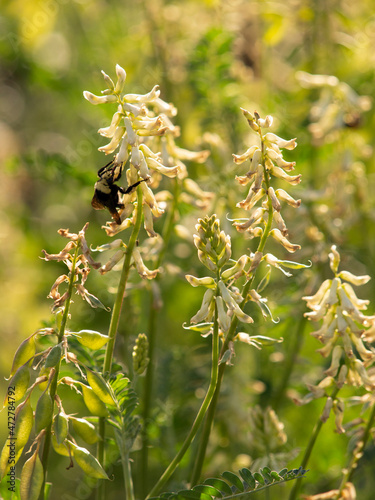 Bumblebee on locoweed flowers (Astragalus), Los Angeles, California photo