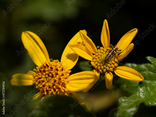 Lady beetle (ladybug or ladybird beetle) larva on viguiera sunflower flowers, southern California.