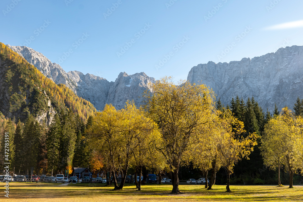 yellow trees on the background of the alpine mountains, autumn in the mountains