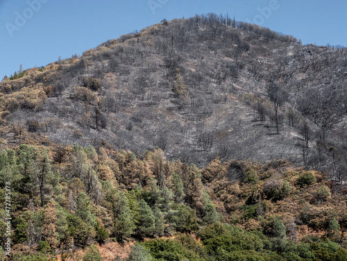 Burned forest and chaparral from 'Camp Fire' in Southern Sierra Nevada Mountains, from drought stressed forest, unburned forest and chaparral in background