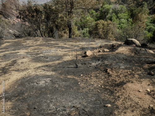 Vegetation literally vaporized from heat, effects of wildfire in Southern Sierra Nevada Mountains, from drought stressed forest © Danita Delimont