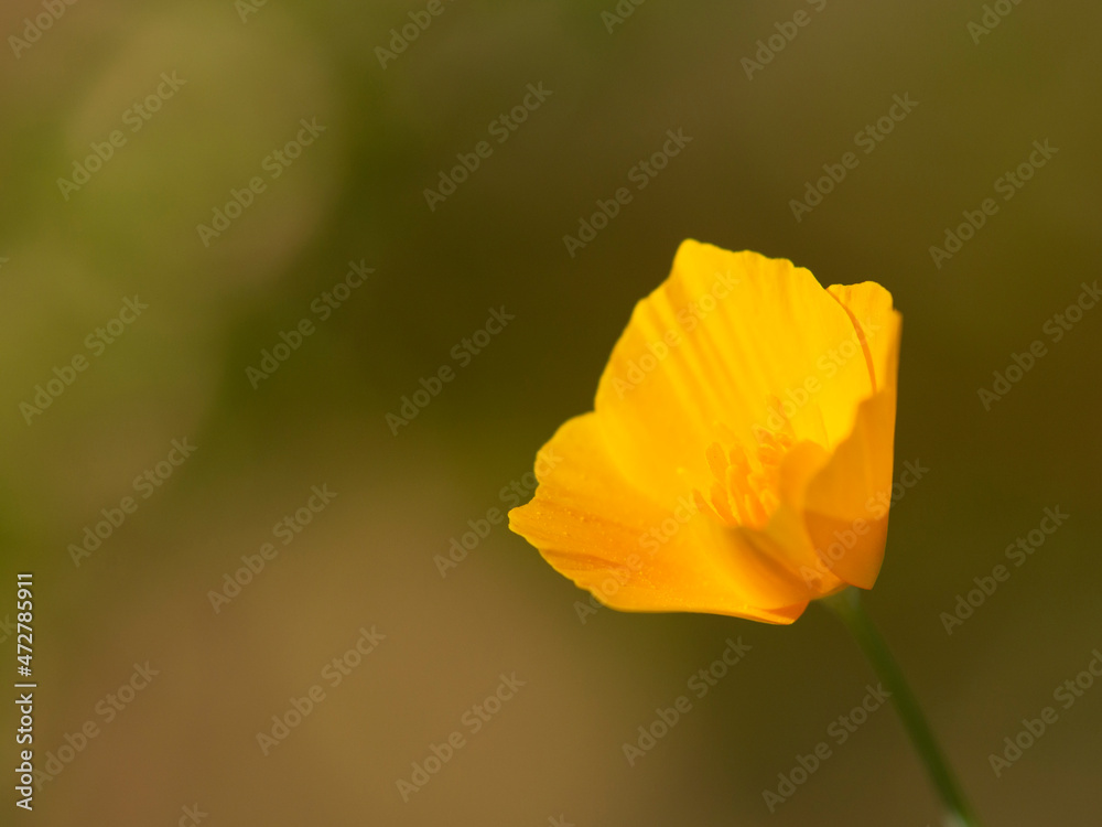 California poppy, Southern California, Los Angeles