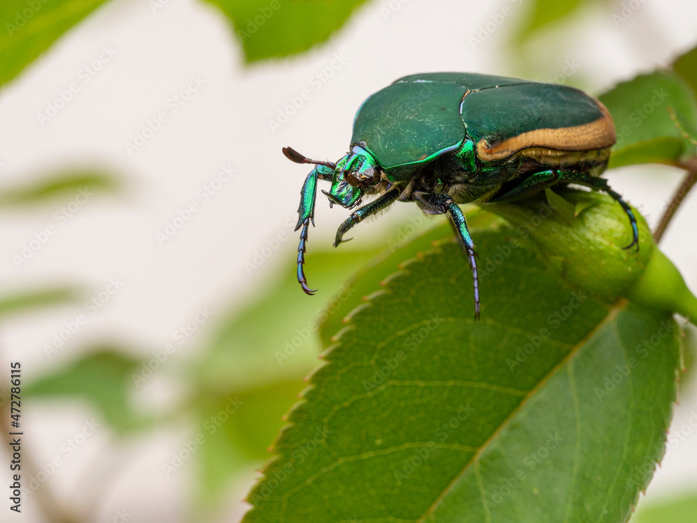 Jewel-like green fruit beetle (a scarab beetle), big but harmless, common in Los Angeles. Jewel-like green fruit beetle (a scarab beetle), big but harmless, common in Los Angeles.