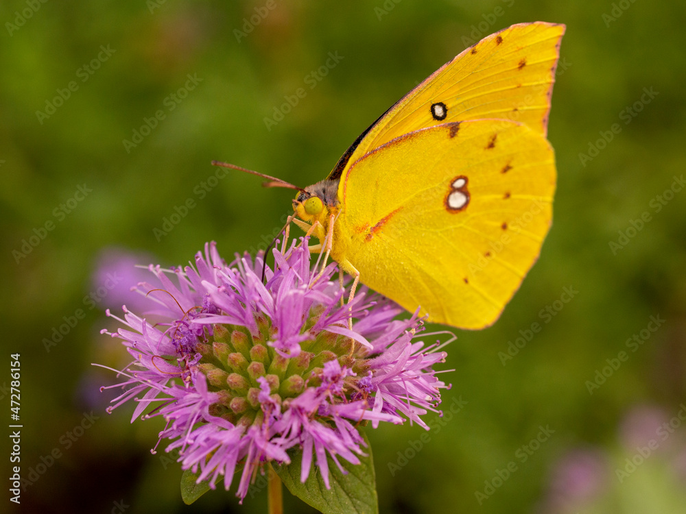 Dogface butterfly, California state insect, on coyote mint, Los Angeles, California Dogface butterfly, California state insect, on coyote mint, Los Angeles, California