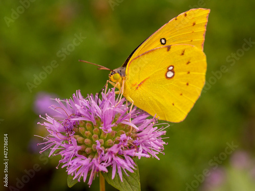 Dogface butterfly, California state insect, on coyote mint, Los Angeles, California