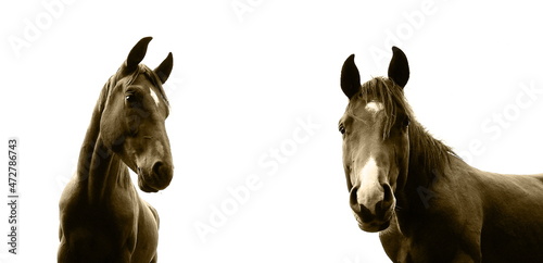 Fototapeta Naklejka Na Ścianę i Meble -  stallions,hengste