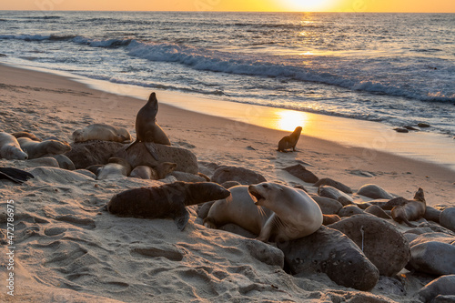 Two sea lions arguing, one stretching and others sleeping on the rocks at sunset at La Jolla, San Diego, California.