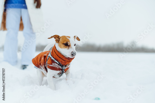 Fototapeta Naklejka Na Ścianę i Meble -  Beautiful little dog breed Jack Russell plays with a ball in the snow while walking with a waltz, a close photo of a pet.