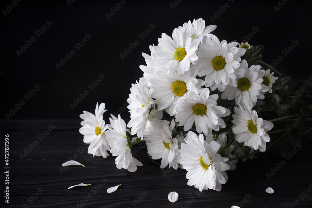 Obraz premium Large flowers of white chamomile Levcantemella on a dark wooden background.
