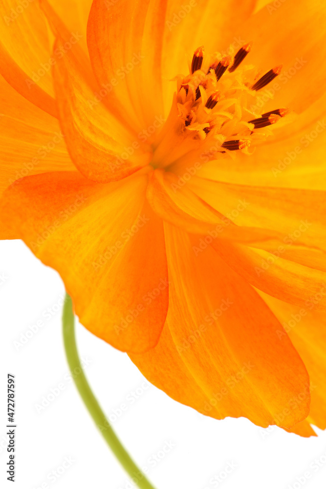 A close-up of the bright orange flower of the Common Marigold isolated on a white background
A close-up of the bright orange flower of the Common Marigold isolated on a white background