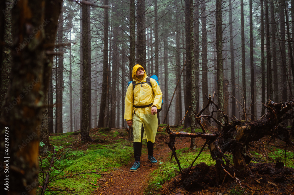 Man in a yellow raincoat walks through a coniferous forest on a hike in bad rainy weather with a backpack on his back. Active rest in the mountains