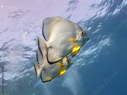 Batfish

