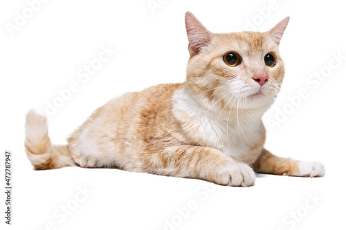 Close-up portrait of fluffy cute red and white cat, pet lying on floor isolated on white studio background. Animal life concept