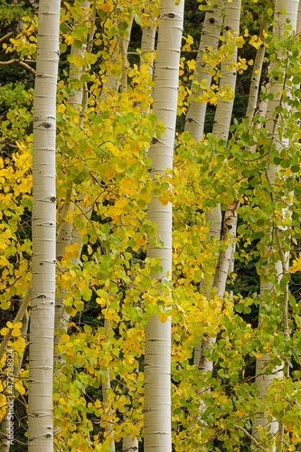 Early autumn aspen leaves and white trunks, Uncompahgre National Forest, Colorado