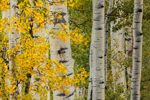 Early autumn aspen leaves and white trunks, Uncompahgre National Forest, Colorado photo