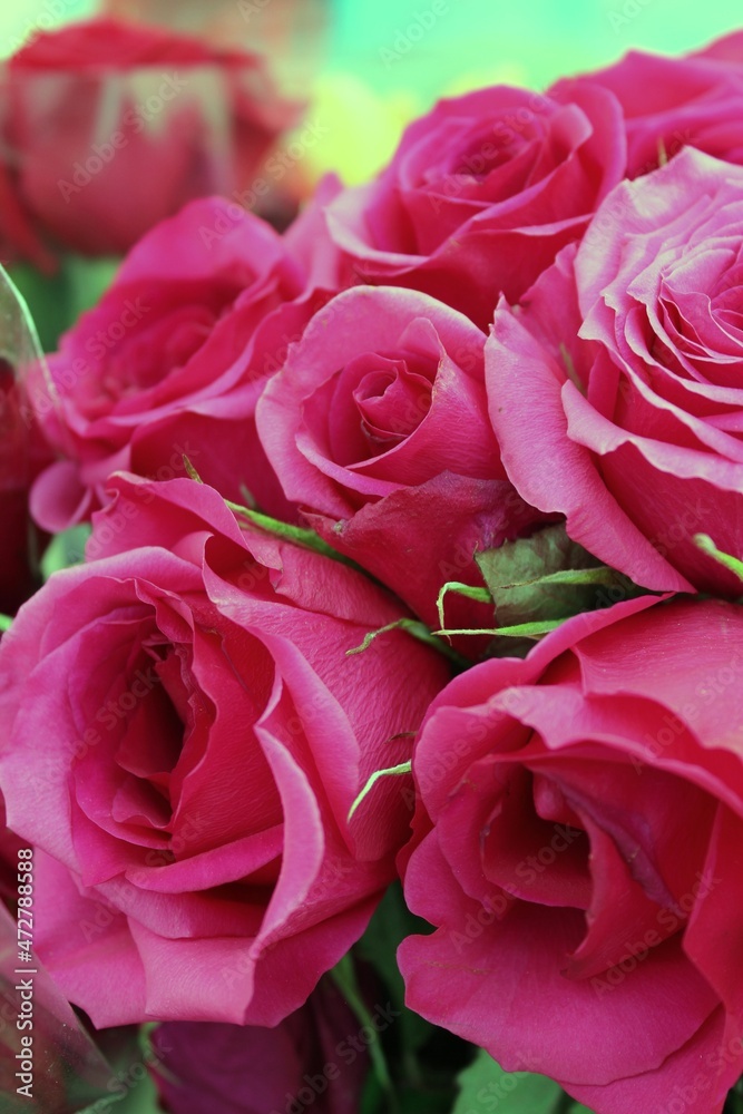 bouquet of pink roses