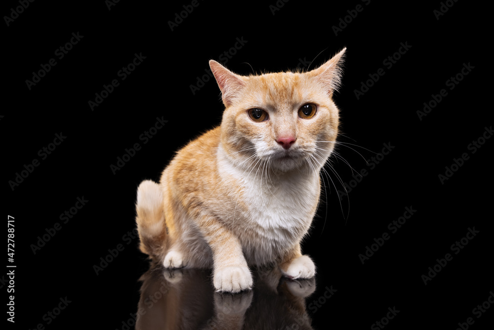 Portrait of beautiful big fluffy red cat with brown eyes isolated on dark studio background. Animal life concept