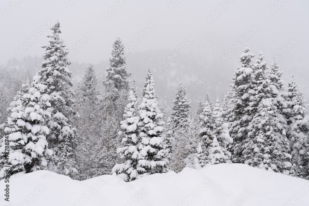 USA, Colorado, Breckenridge. Fresh snow covers trees.