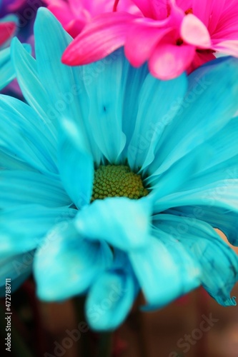 close up of blue daisy flower