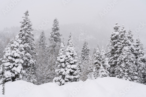 USA, Colorado, Breckenridge. Fresh snow covers trees.